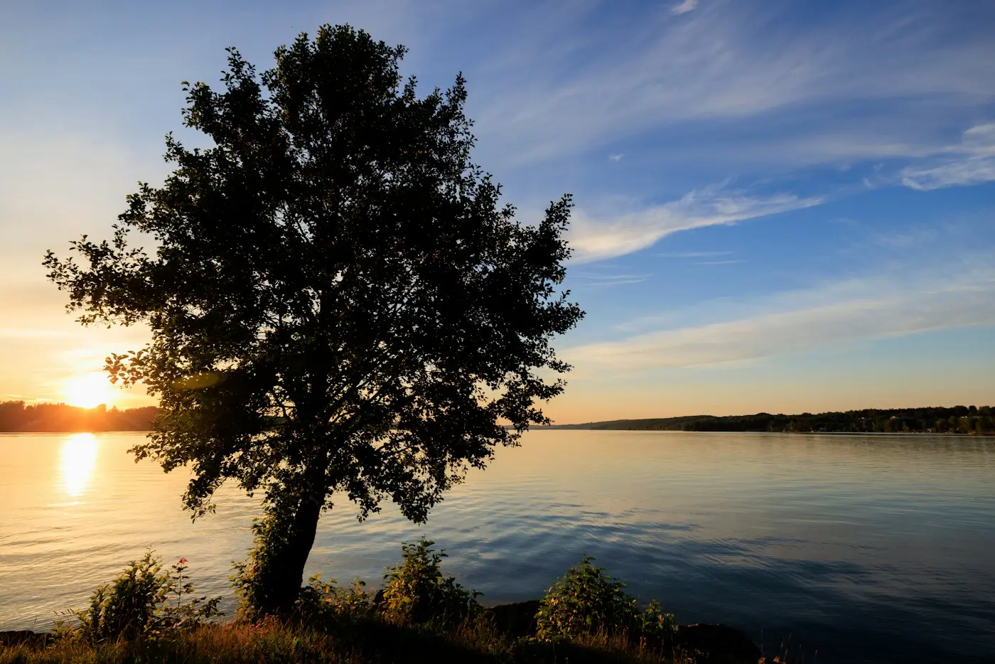 A lone tree on the shore of a lake at sunset