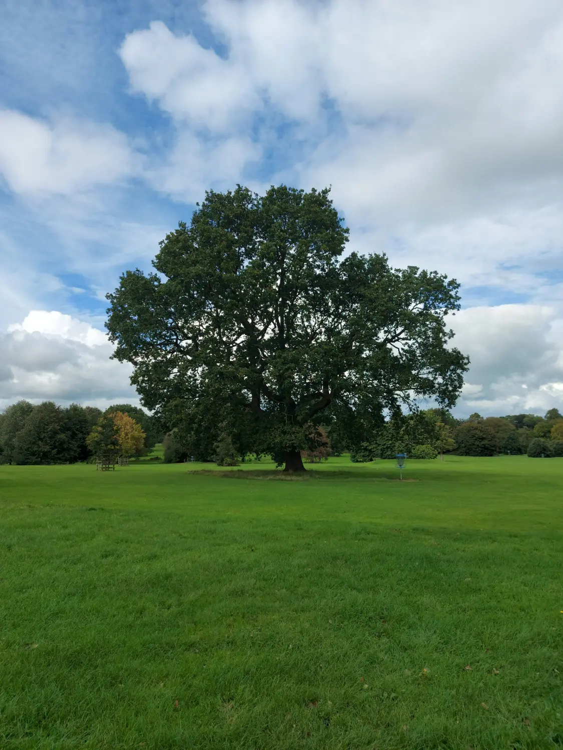 A great oak standing alone in a green field