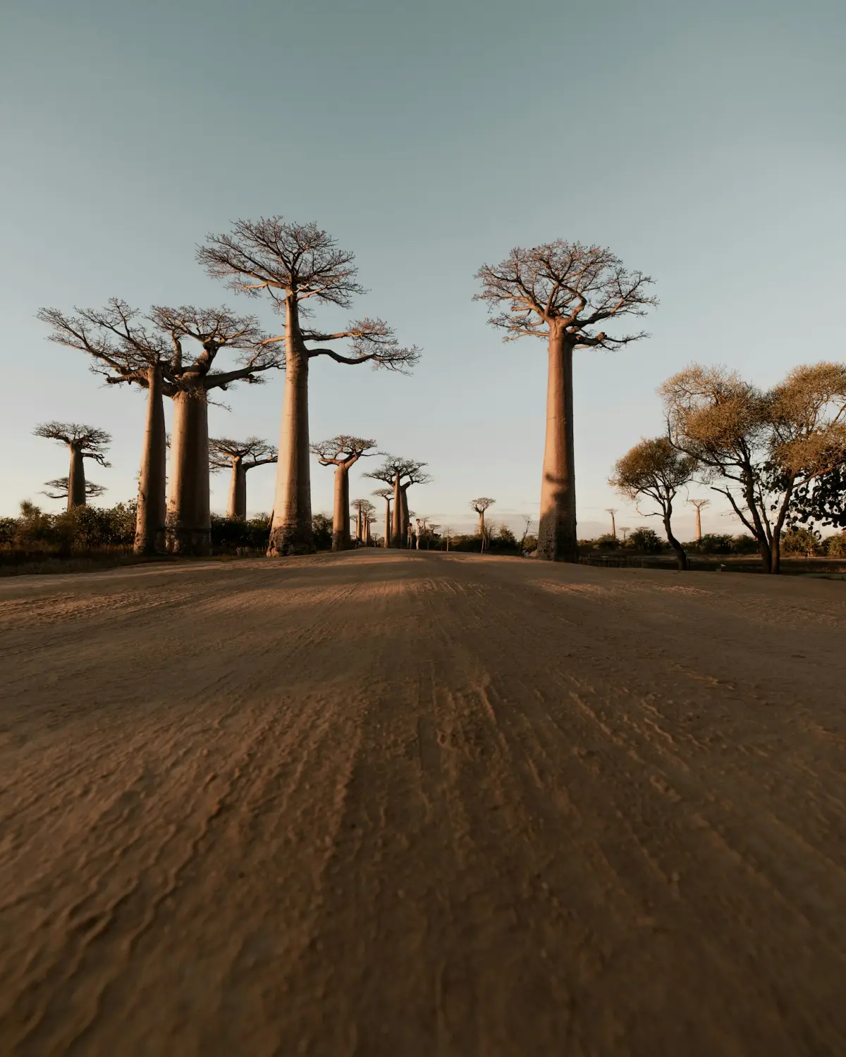 Baobab trees standing tall under a wide sky